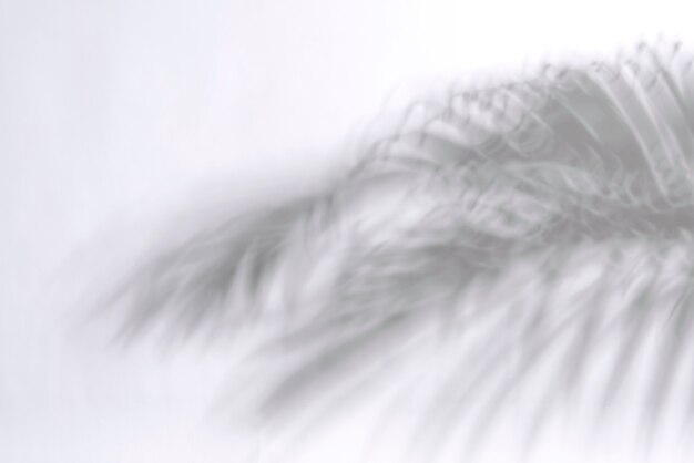 Reflexión abstracta de la hoja y de la sombra de la palma en el fondo blanco.