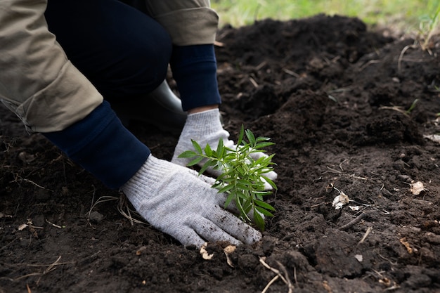 Reforestación realizada por grupo voluntario