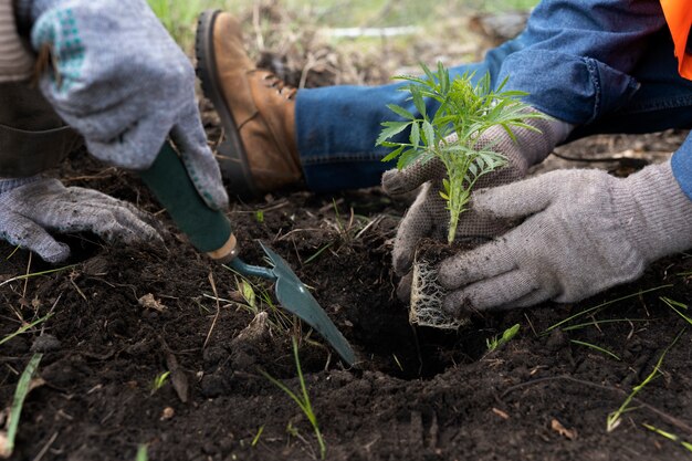 Reforestación realizada por grupo voluntario