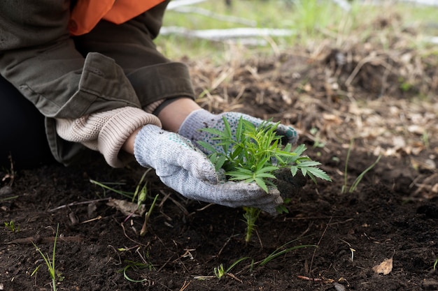 Reforestación realizada por grupo voluntario