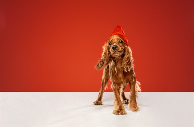 Regalo de año nuevo. Perro joven cocker spaniel inglés está planteando.