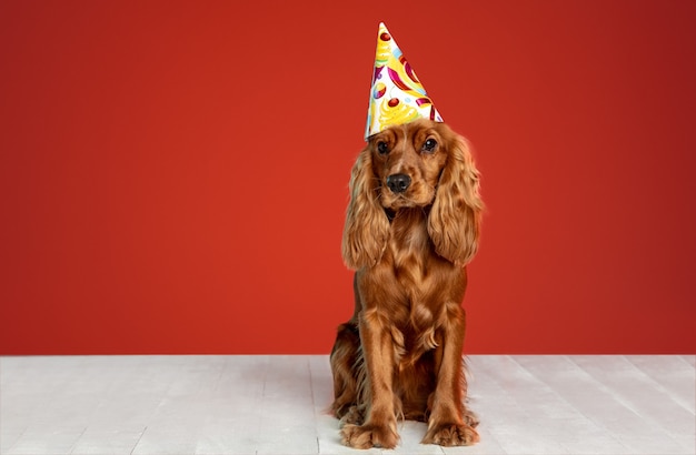 Regalo de cumpleaños. Perro joven cocker spaniel inglés está planteando. Lindo perrito o mascota marrón juguetón está sentado en el piso blanco aislado en la pared roja. Concepto de movimiento, acción, movimiento, amor de mascotas.