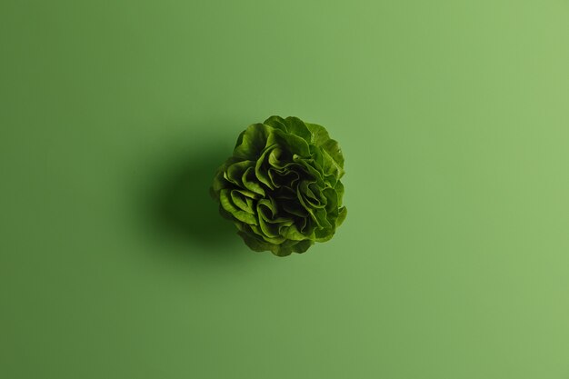 Repollo chino fresco verde o bok choy con muchas hojas fotografiadas desde arriba. Alimento vegetal para dieta vegana. Estilo de vida sostenible y nutrición adecuada. Vegetal de jardín. Copiar espacio para texto
