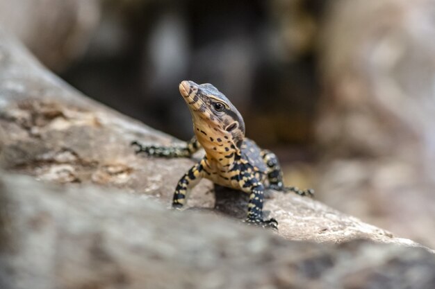 Reptil colorido sentado sobre una roca