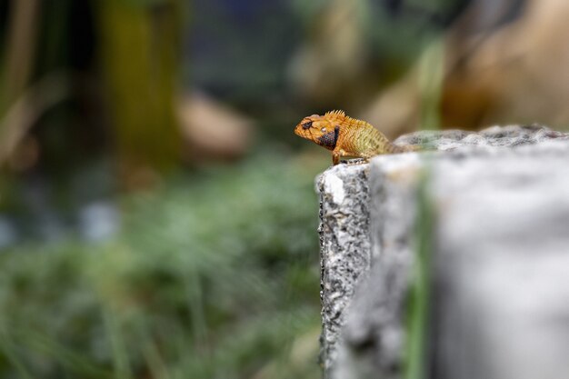 Reptil colorido sentado sobre una roca