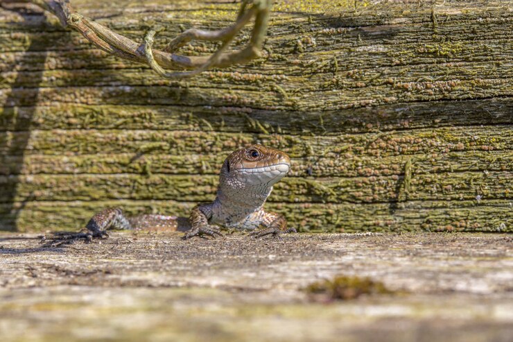 Foto gratuito reptil lagarto en roca de cerca