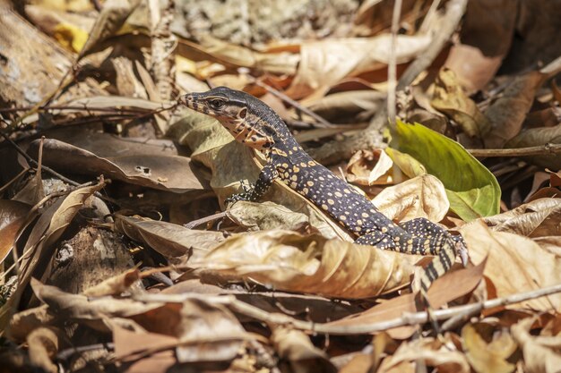 Reptil con manchas de color sentado en un montón de hojas