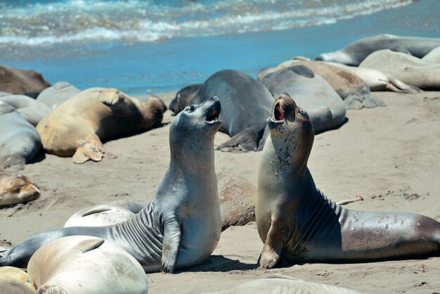 Resto de focas en la playa en Big Sur California.