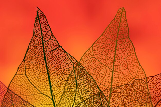 Resumen hojas con luz de fondo roja