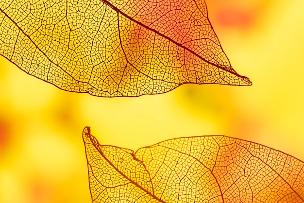 Resumen hojas con naranja y amarillo