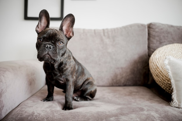 Foto gratuita retrato de adorable bulldog francés