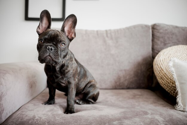 Retrato de adorable bulldog francés