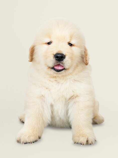 Retrato de un adorable cachorro de Golden Retriever