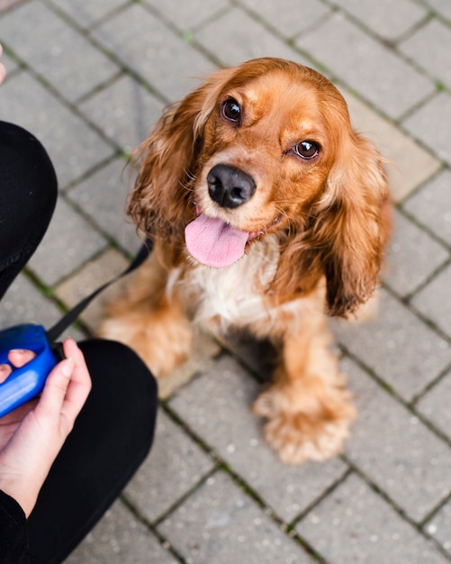 Retrato de adorable cocker spaniel