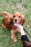 Foto gratuita retrato de adorable cocker spaniel