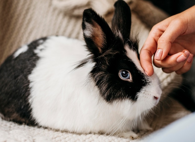 Foto gratuita retrato de adorable conejo