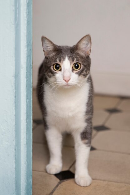 Retrato de adorable gato doméstico