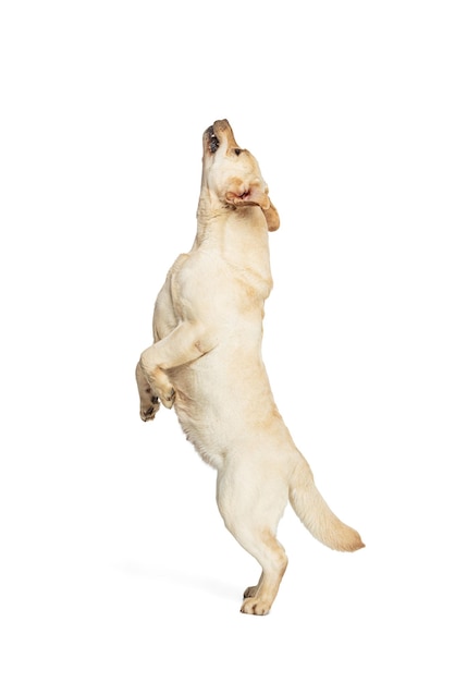Retrato de adorable Labrador Retriever posando aislado sobre fondo blanco de estudio Concepto de dinámica de amor de mascota