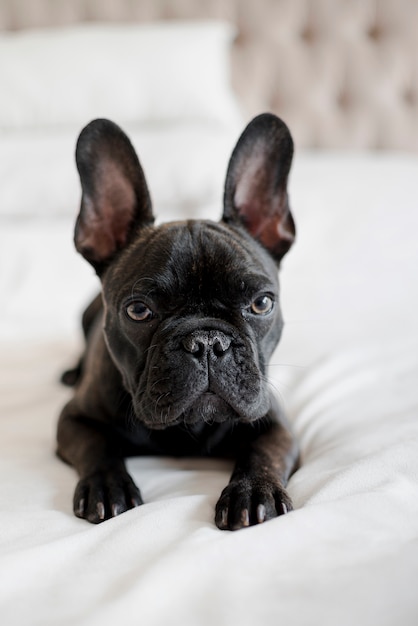 Foto gratuita retrato de adorable pequeño bulldog francés