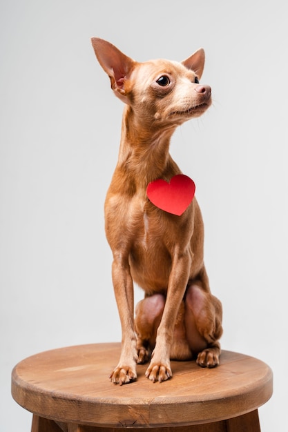 Retrato de adorable perrito chihuahua