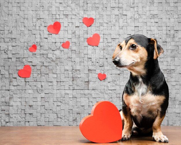 Retrato de adorable perrito con corazones