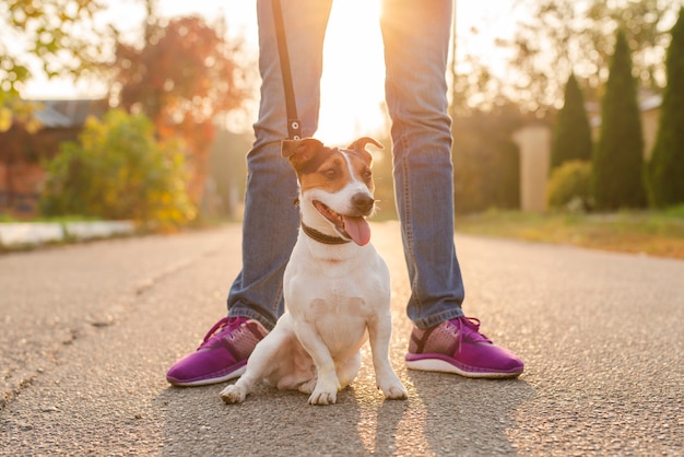 Foto gratuita retrato de adorable perro al aire libre