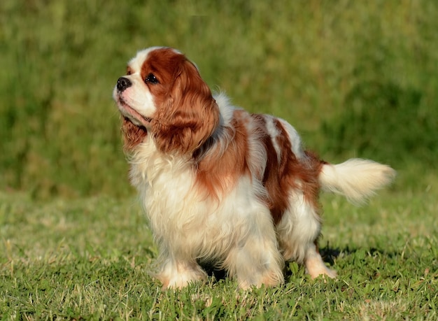 Retrato de un adorable perro Cavalier King Charles marrón de pie sobre el césped