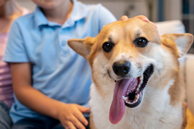 Retrato de adorable perro corgi