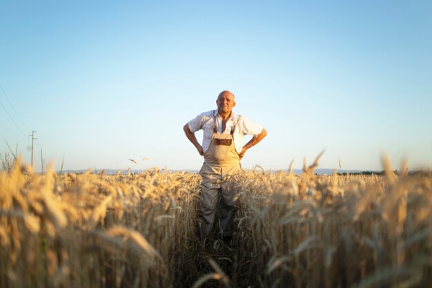 Retrato del agricultor agrónomo senior en campo de trigo, control de cultivos antes de la cosecha