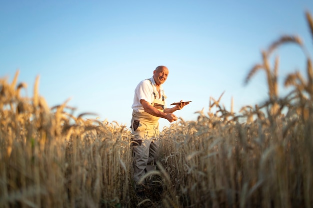Retrato de agrónomo agricultor senior en campo de trigo comprobando cultivos antes de la cosecha y sosteniendo tablet PC