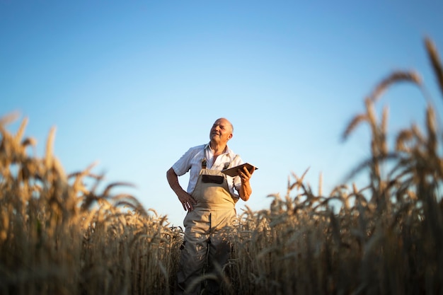 Retrato de agrónomo agricultor senior en campo de trigo comprobando cultivos antes de la cosecha y sosteniendo tablet PC