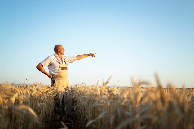 Retrato de agrónomo agricultor senior en campo de trigo mirando en la distancia y señalar con el dedo
