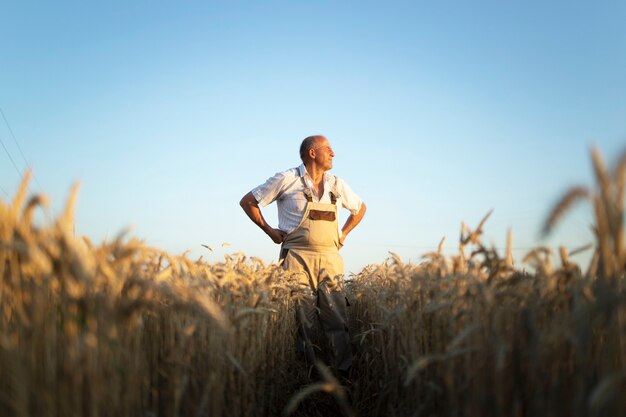 Retrato de agrónomo agricultor senior en campo de trigo mirando en la distancia