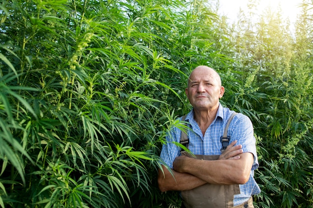 Retrato de agrónomo senior de pie por campo de cáñamo o cannabis