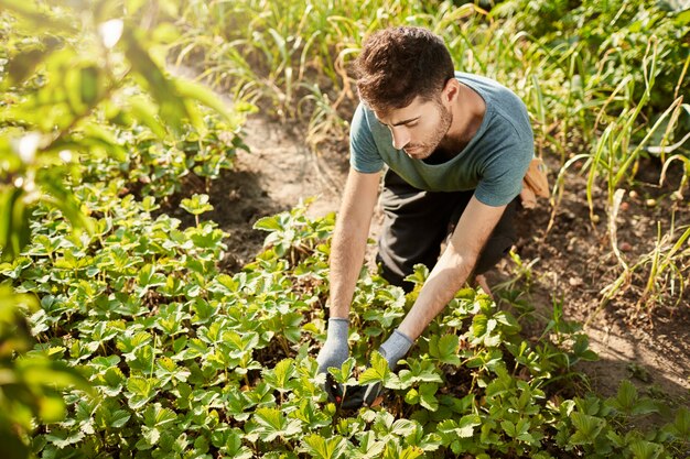 Retrato al aire libre de jardinero masculino caucásico guapo maduro en camisa azul recogiendo bayas en el jardín, yendo a hacer mermelada de fresa para amigos