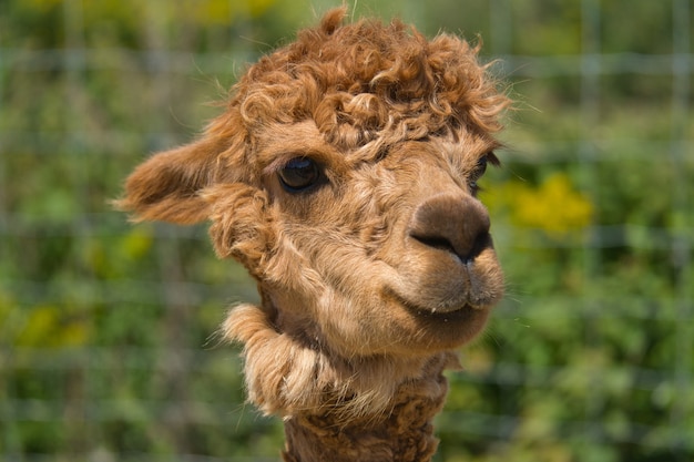 Retrato de una alpaca marrón en un campo agrícola bajo la luz del sol con un fondo borroso