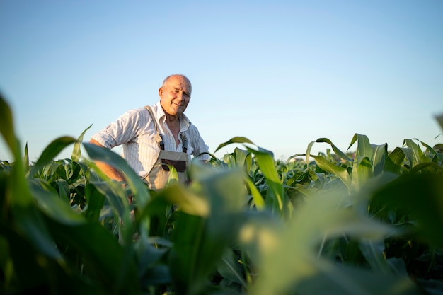 Foto gratuita retrato de alto trabajador agrónomo agricultor en campo de maíz control de cultivos antes de la cosecha