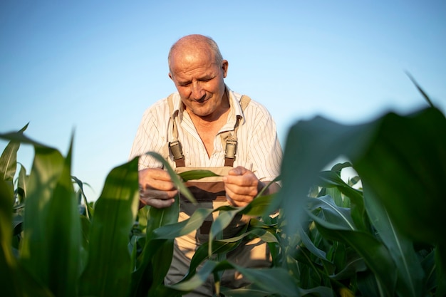 Retrato de alto trabajador agrónomo agricultor en campo de maíz control de cultivos antes de la cosecha