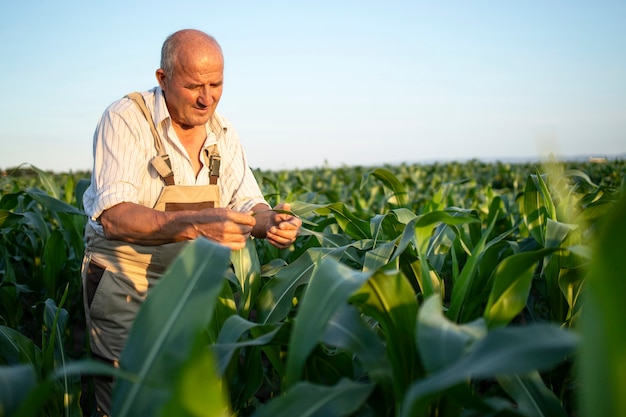 Retrato de alto trabajador agrónomo agricultor en campo de maíz control de cultivos antes de la cosecha