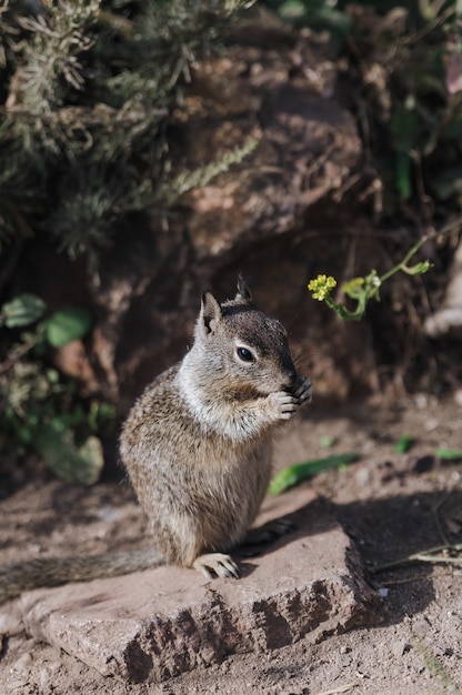 Retrato de ardilla linda