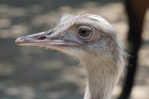 Retrato de un avestruz común