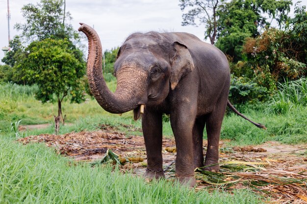 Retrato de beuatiful elefante asiático tailandés se encuentra en campo verde Elefante con colmillos cortados recortados