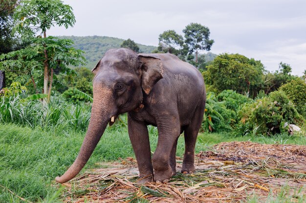 Retrato de beuatiful elefante asiático tailandés se encuentra en campo verde Elefante con colmillos cortados recortados