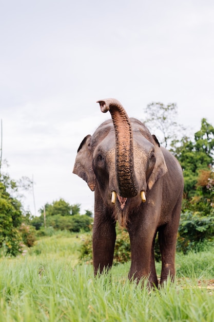 Retrato de beuatiful elefante asiático tailandés se encuentra en campo verde Elefante con colmillos cortados recortados