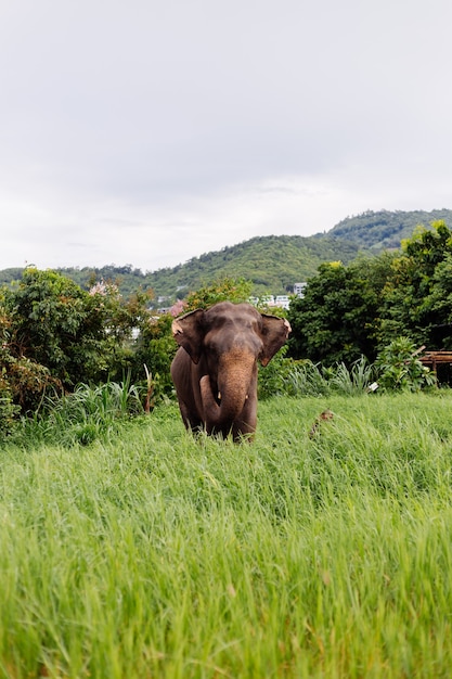 Retrato de beuatiful elefante asiático tailandés se encuentra en campo verde Elefante con colmillos cortados recortados