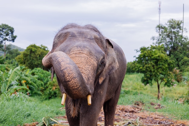 Retrato de beuatiful elefante asiático tailandés se encuentra en campo verde Elefante con colmillos cortados recortados