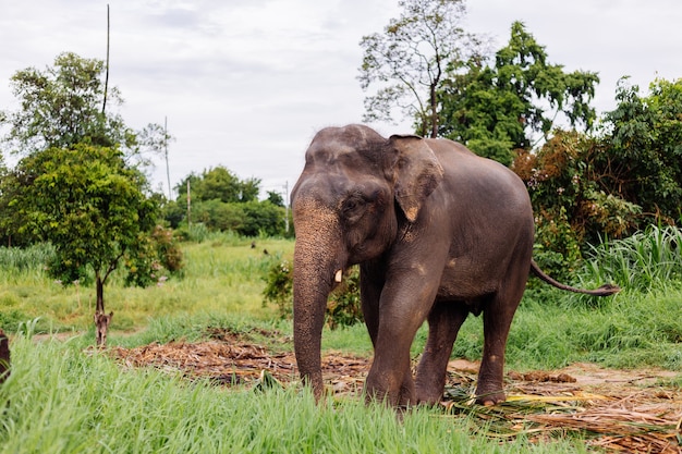 Retrato de beuatiful elefante asiático tailandés se encuentra en campo verde Elefante con colmillos cortados recortados