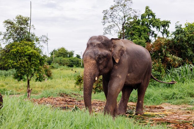 Retrato de beuatiful elefante asiático tailandés se encuentra en campo verde Elefante con colmillos cortados recortados