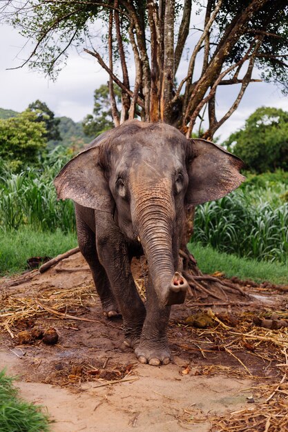 Retrato de beuatiful elefante asiático tailandés se encuentra en campo verde Elefante con colmillos cortados recortados