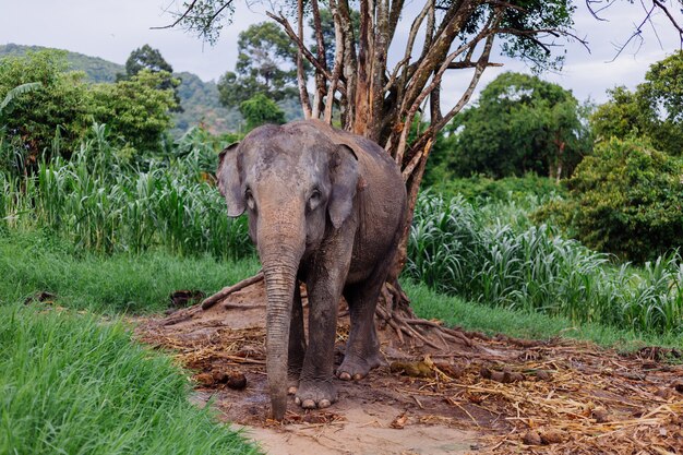 Retrato de beuatiful elefante asiático tailandés se encuentra en campo verde Elefante con colmillos cortados recortados